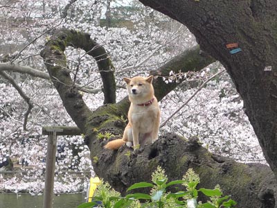 プチお花見＆見習い天使ルナ子_f0062790_2333020.jpg