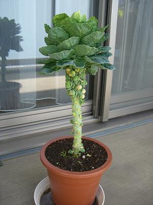 芽キャベツ収穫 ピピ日和