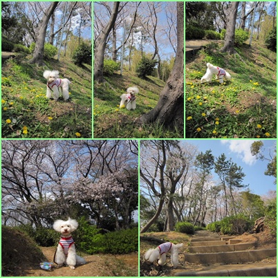 八幡山の桜も見頃でした！！_b0104592_11195453.jpg