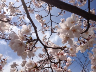 桜_e0125392_17323531.jpg