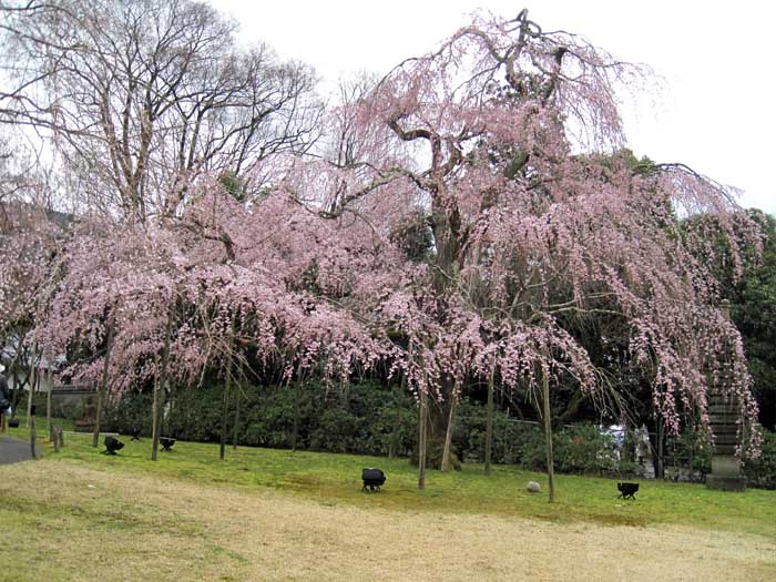 醍醐の桜_e0016894_17484467.jpg