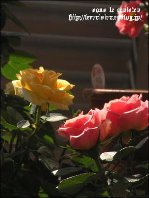 d0050995_2056695.jpg