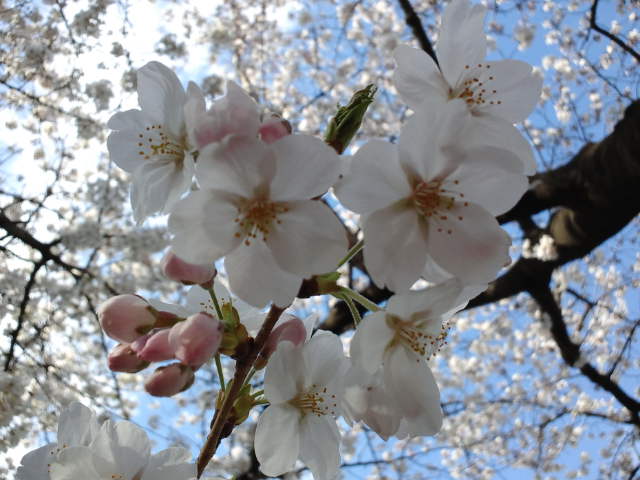 満開の桜に迎えられ♪_f0077595_2322784.jpg