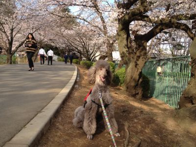 大宮公園お花見散歩_b0154898_16413875.jpg