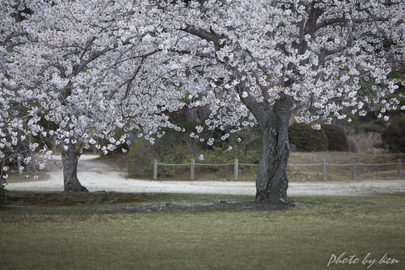 桜満開_f0234500_2249471.jpg