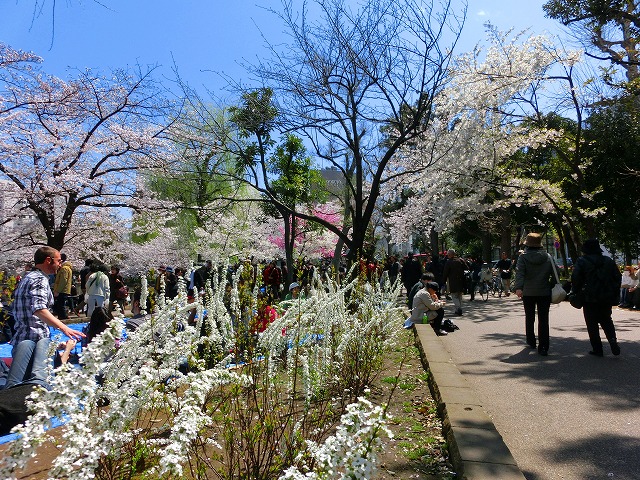 桜咲くぅ　不忍池周辺　!(^^)!_b0190603_16542356.jpg