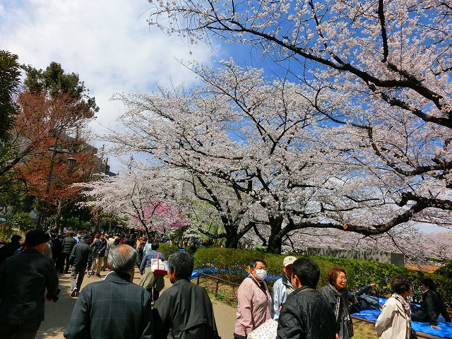 桜咲くぅ　不忍池周辺　!(^^)!_b0190603_16543254.jpg