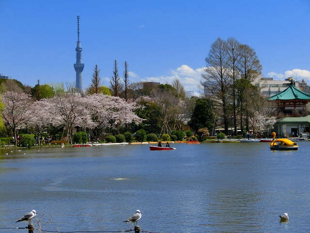 桜咲くぅ　不忍池周辺　!(^^)!_b0190603_1654833.jpg