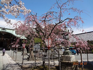 桜、ようやく満開！_d0050503_1339830.jpg