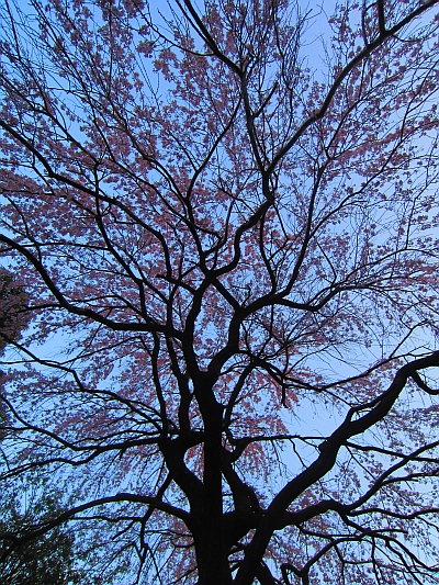 c0156908_8231388.jpg