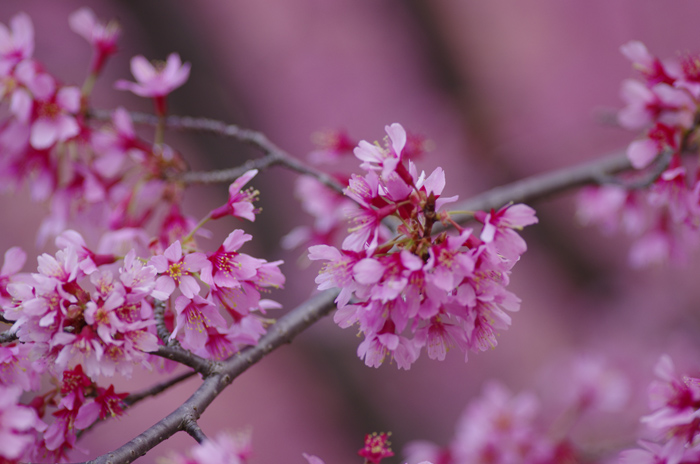 春の花たち_b0151409_2241488.jpg