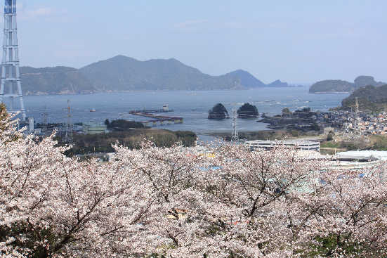 桂山の桜は絵になります。_d0154609_1264534.jpg