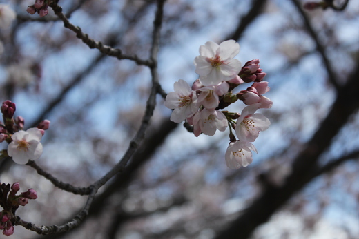 桜のマドレーヌ_a0169811_4283977.jpg