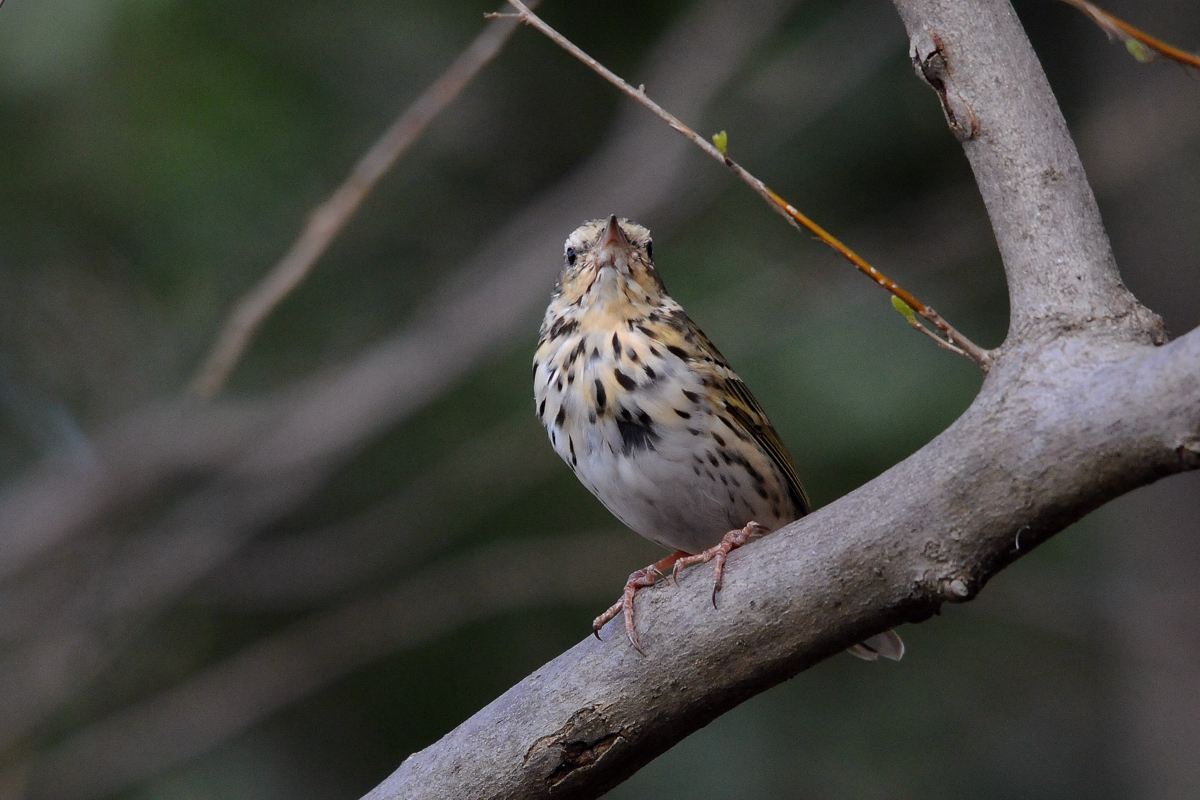 野鳥ビンズイ_a0189912_15111080.jpg