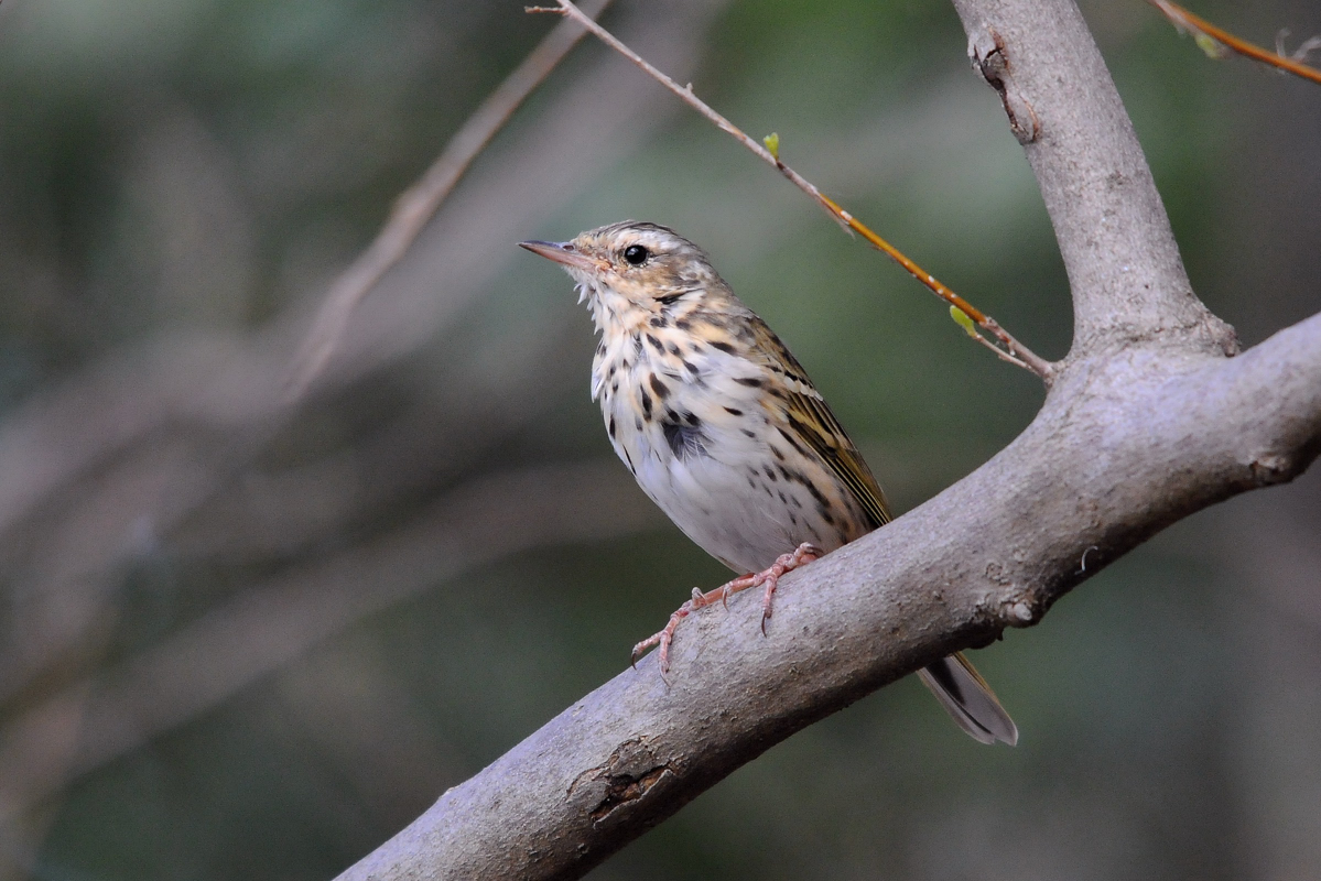 野鳥ビンズイ_a0189912_15114920.jpg