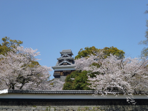 熊本城の桜(^^)_b0228113_1493745.jpg