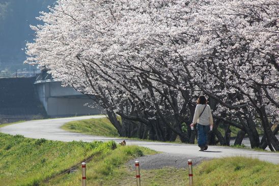 桜　4/7-3_d0065113_1334481.jpg