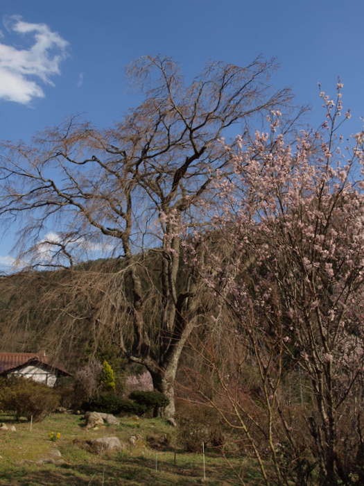 湯の山の枝垂桜と啓翁桜（けいおうざくら）_c0116915_0501968.jpg