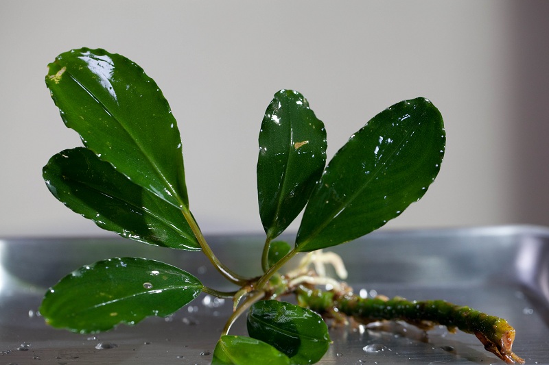 水草 Bucephalandra sp. \"Balai karangan\" 水草 Bucephalandra sp. 