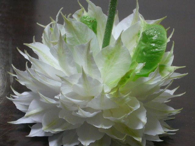 e0026017_1438168.jpg