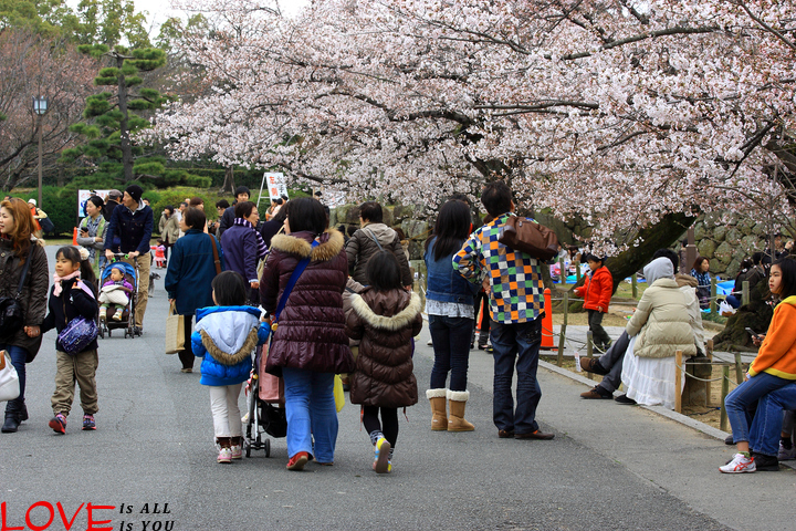 お花見　　2012_a0126919_22311535.jpg