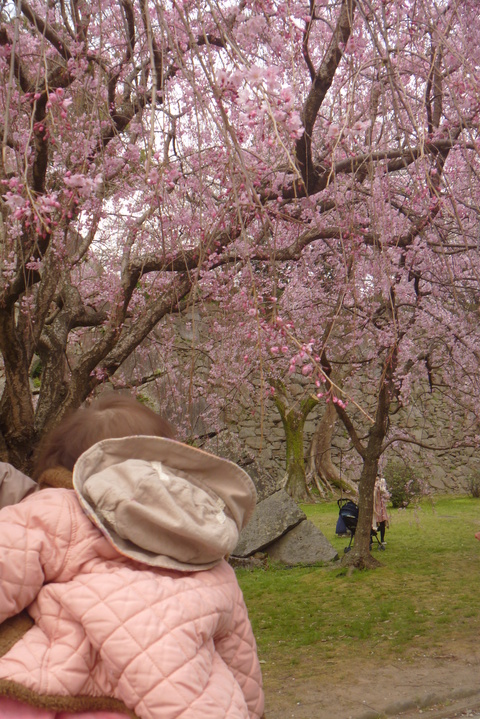 舞鶴公園の桜_c0202520_4172617.jpg