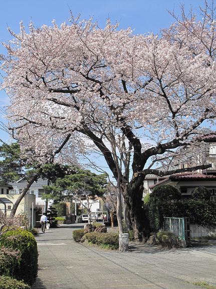 大宮公園　桜情報(4) _d0150720_17292486.jpg