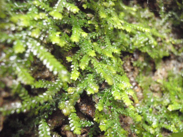 d0187020_21334065.jpg