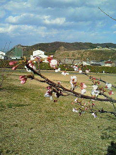 d0030521_15522132.jpg