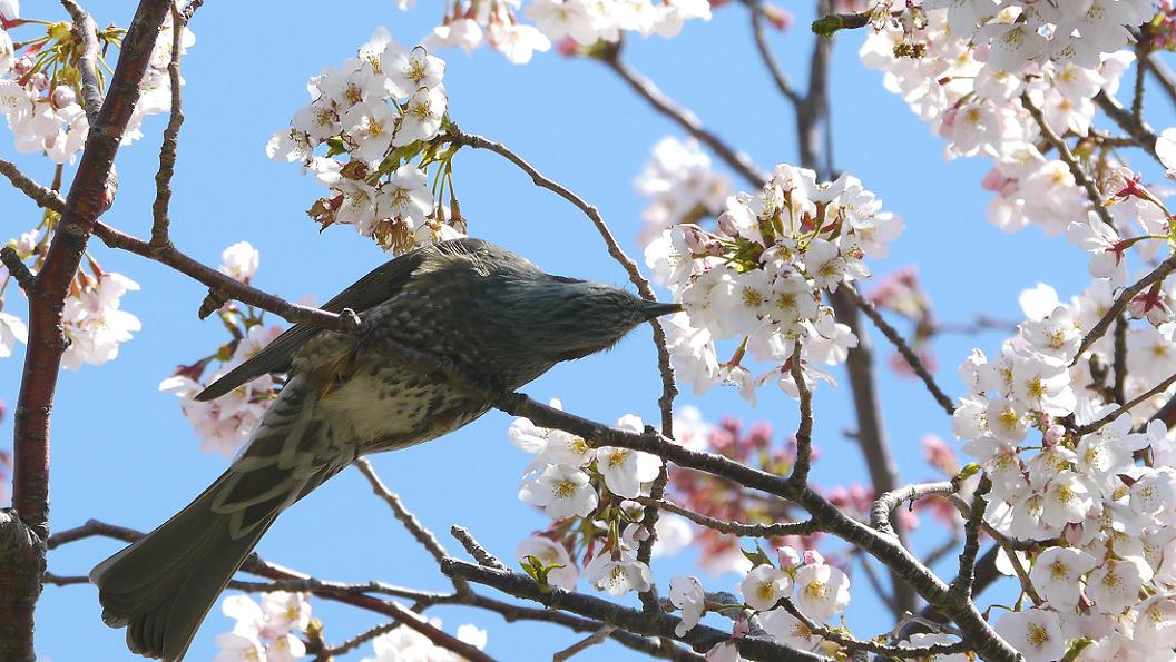 桜　と　ヒ ヨ ド リ　No.1_d0039021_18432621.jpg