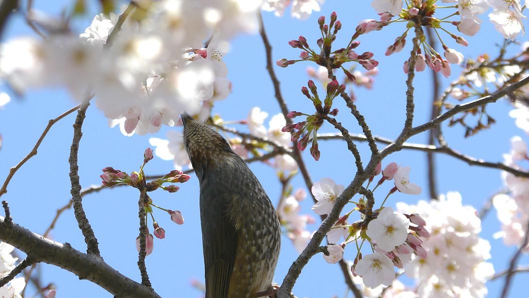 桜　と　ヒ ヨ ド リ　No.1_d0039021_1843477.jpg