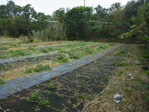 f0142721_17545287.jpg