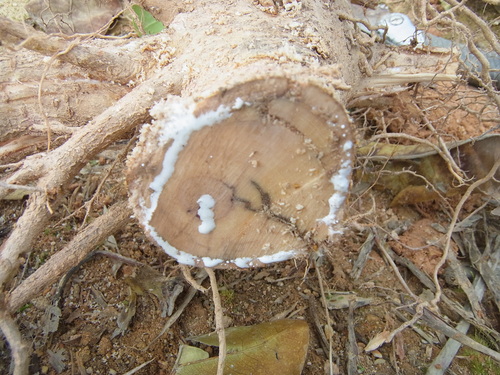 f0142721_18312271.jpg