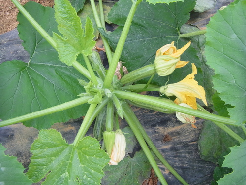 f0142721_1984159.jpg
