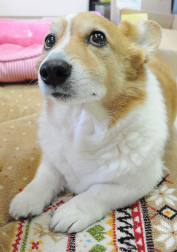 てのひらぶんこ「にじのはしから」_d0102523_0575147.jpg