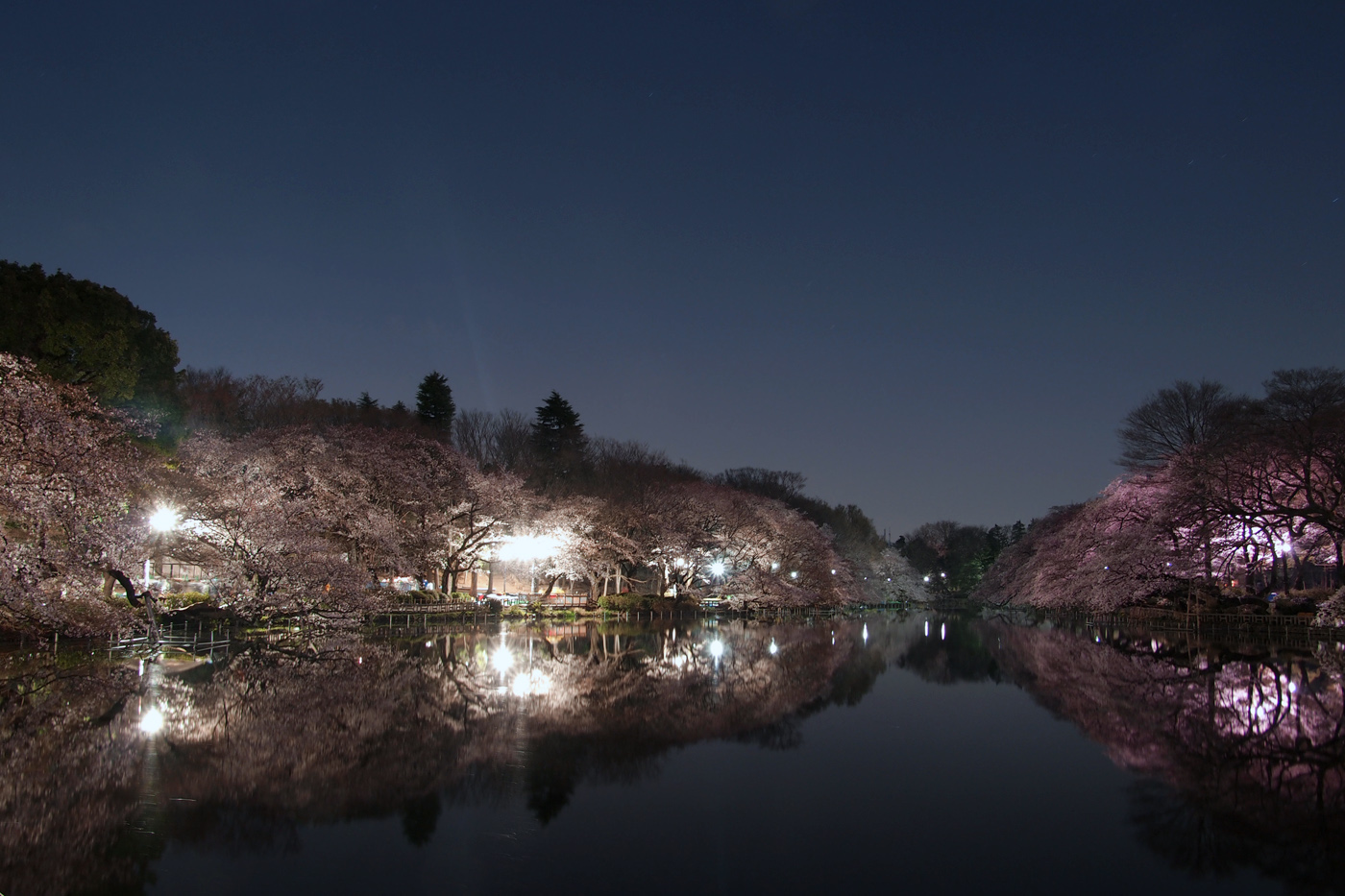井の頭公園の夜桜 Little Escape