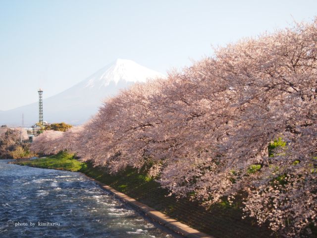 【潤井川龍巌淵】 富士山と桜_e0242525_20554881.jpg