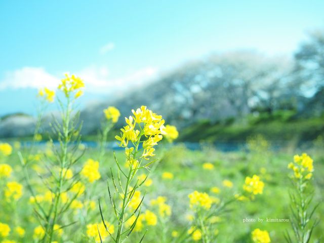 【潤井川龍巌淵】 富士山と桜_e0242525_20594514.jpg