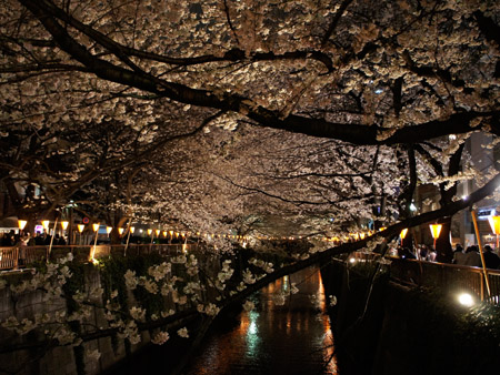 夜桜見物。_a0026127_17344731.jpg