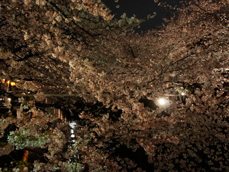 夜桜見物。_a0026127_1735045.jpg
