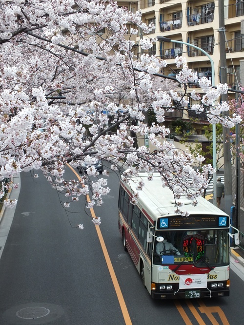 新青梅街道〜中野通り 桜巡り_d0242629_2252021.jpg