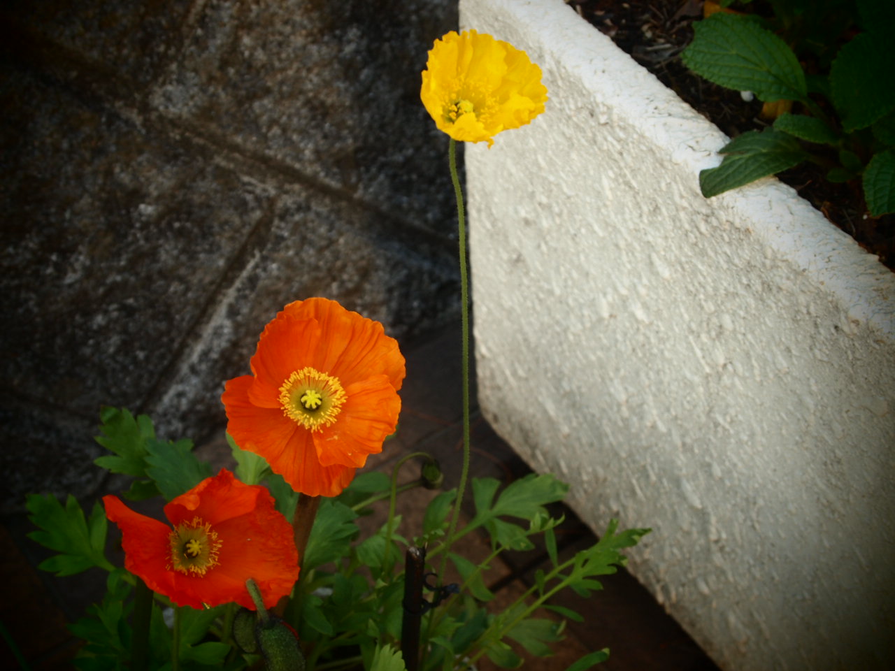 d0181330_15281354.jpg