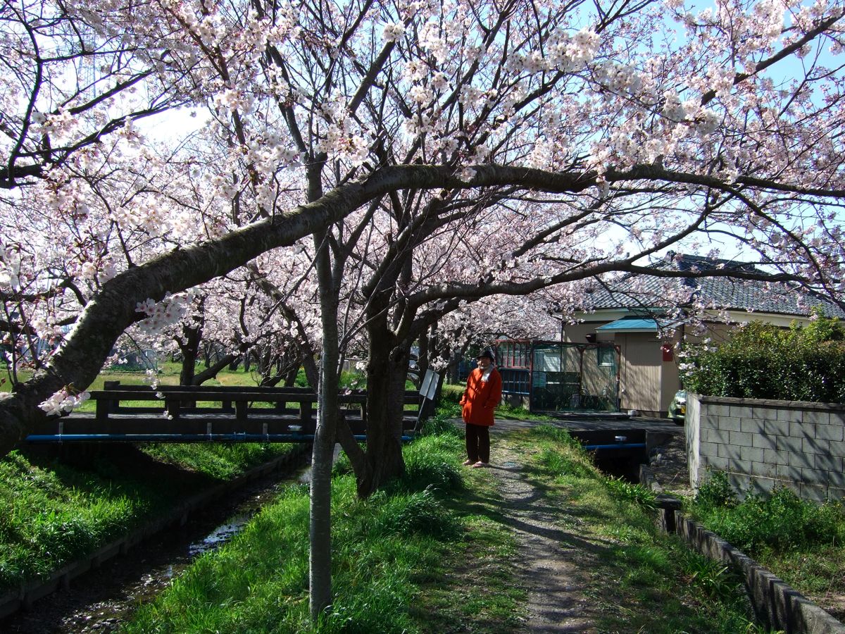 生桜えびのぱらぱら揚げ。_a0095931_19583461.jpg