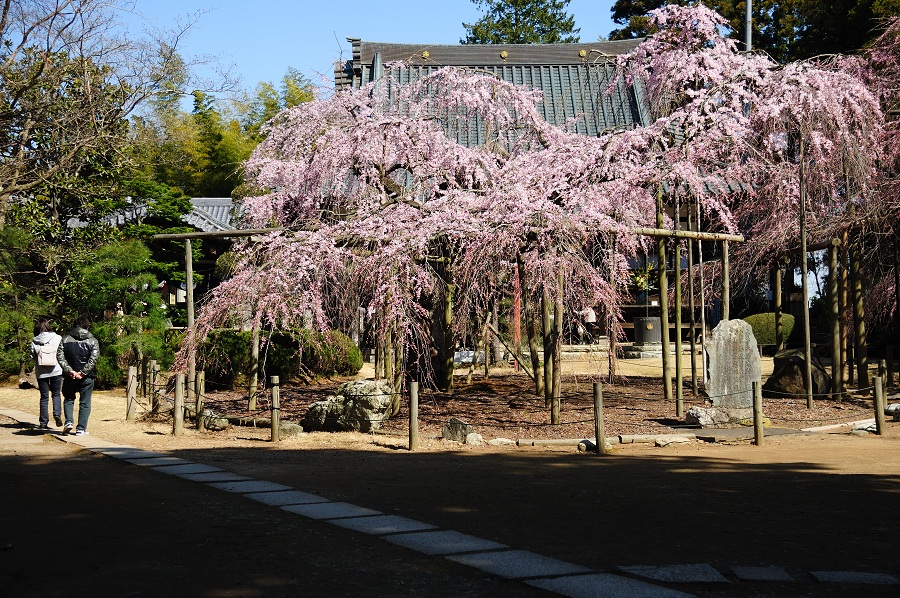 枝垂れ桜ー１_b0230131_16444164.jpg