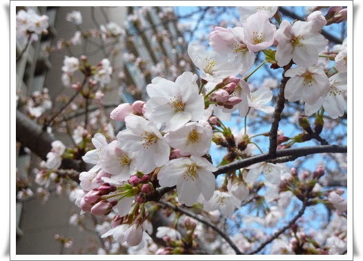 桜が満開に近いです_f0144631_0325283.jpg