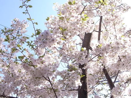 桜、満開_f0218831_15443083.jpg