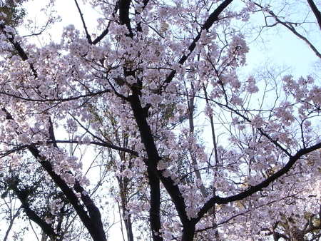 桜、満開_f0218831_15445540.jpg