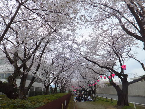 印刷局小田原工場観桜会....ソメイ吉野が満開！_b0137932_229262.jpg