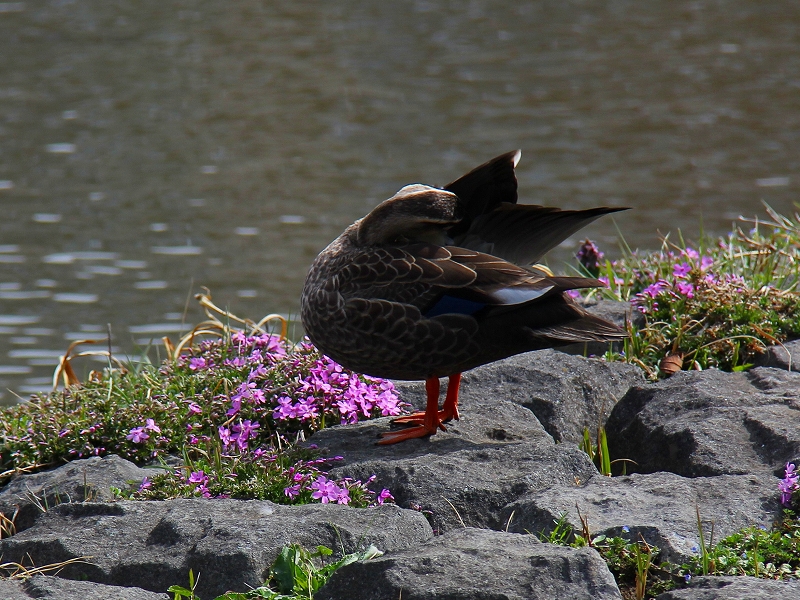 f0229832_2016197.jpg