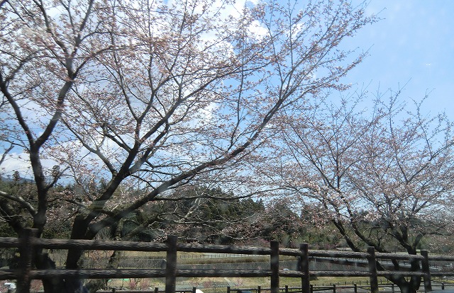 a0006033_12373278.jpg